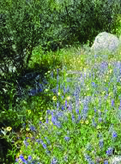 Wildflowers at Dutch Creek Falls