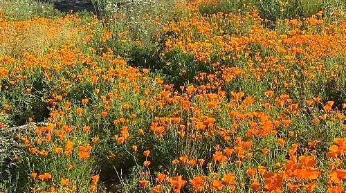 A vibrant field of bright orange California poppies in full bloom