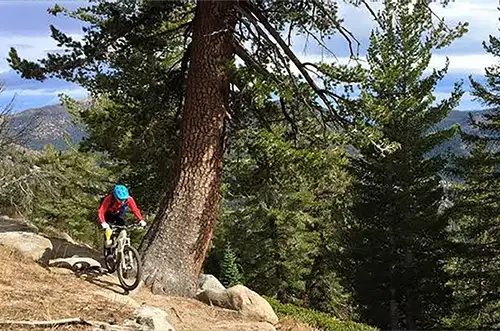 Mountain biker in a red jacket and blue helmet descending a scenic dirt trail through tall pine trees and rocky terrain in the Sierra Nevada foothills, just 1 mile from the Bella Vista Inn.